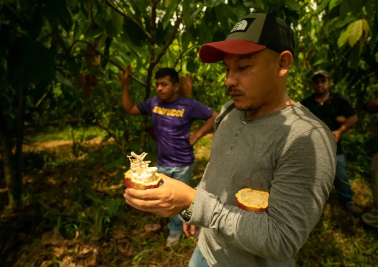 Nantli Cacao Farmer Bauer Maya Kakaoanbau Frucht Agroforstwirtschaft Nachhaltigkeit Bodenverbesserung